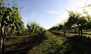 Messina Hof located only a couple miles from our RV park in College Station.