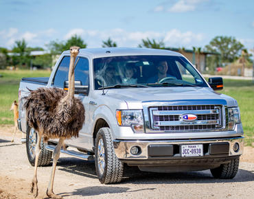 College Station Wild Animal Safari is located only a couple miles from Hardy's RV park in College Station.