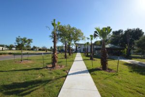 Palm tree walkway at Hardy's Resort RV Park in College Station, Texas.